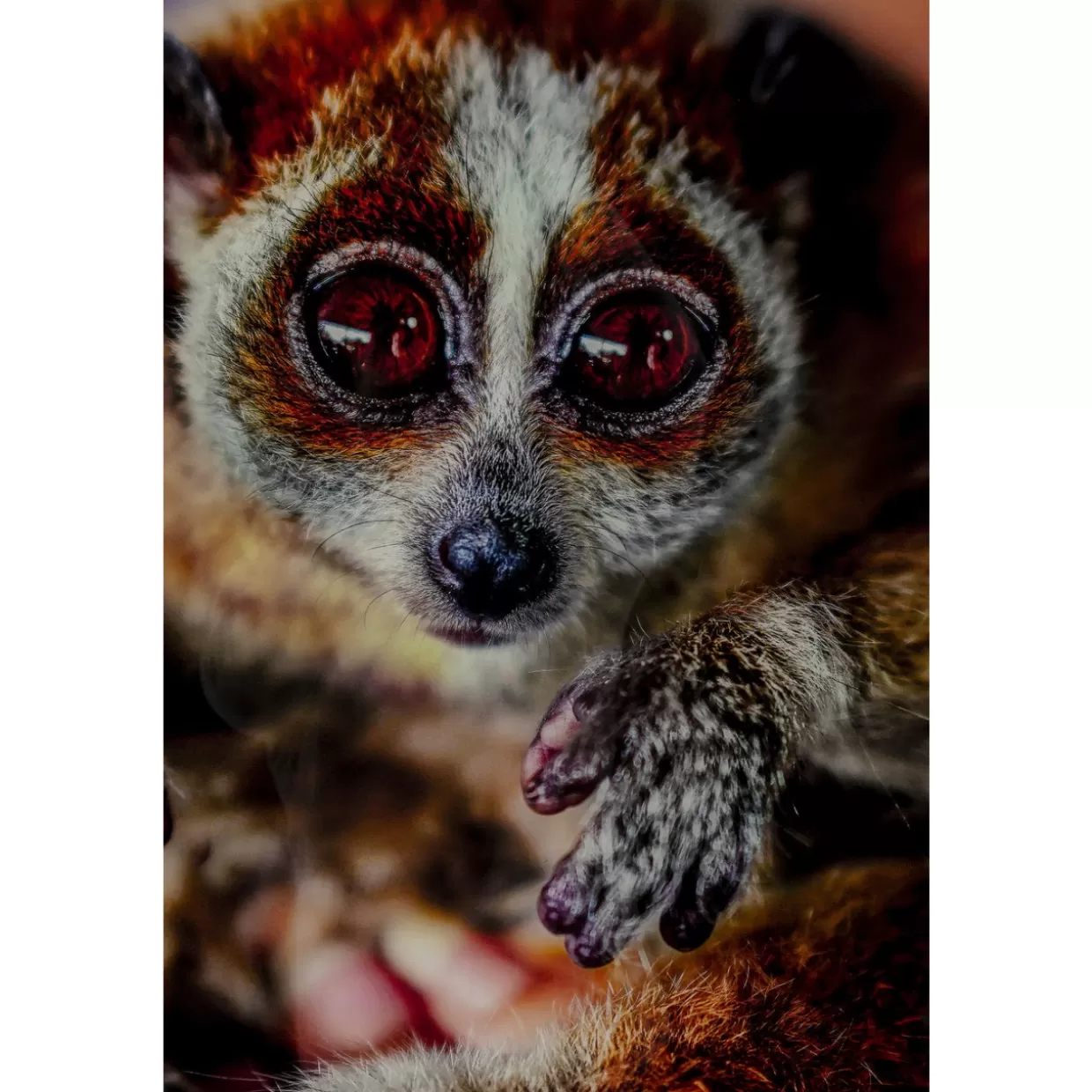 KARE Design Bilder | Bild Glas Slow Loris 80X120
